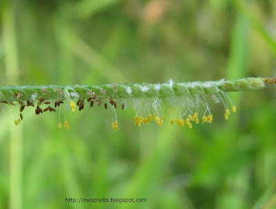 wallpaper rainy season. after the rainy season.