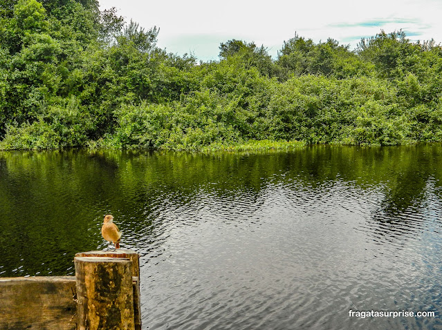 Fauna do Pantanal: passarinho