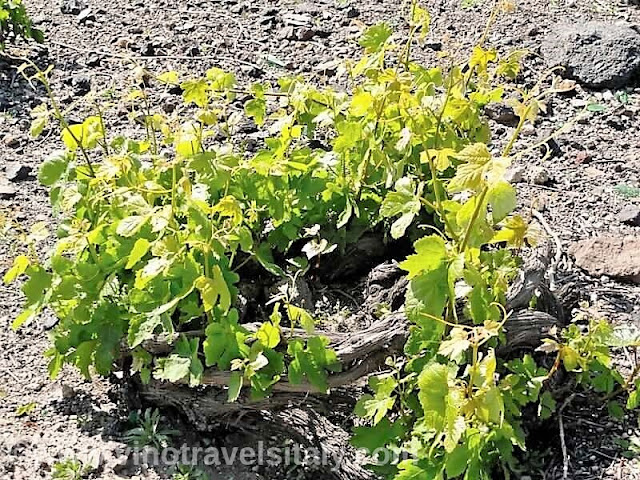 Kouloura grapevine on Santorini