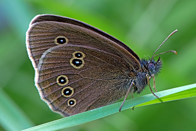 Aphantopus hyperantus the Ringlet butterfly