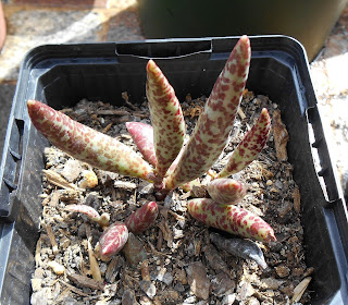 Adromischus filicaulis