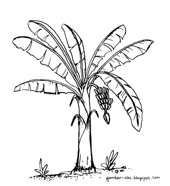  gambar pohon pisang hitam putih untuk diwarnai GambarmuGo