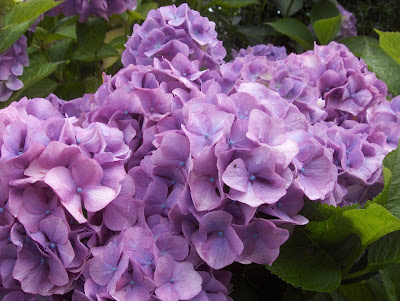 Hydrangea