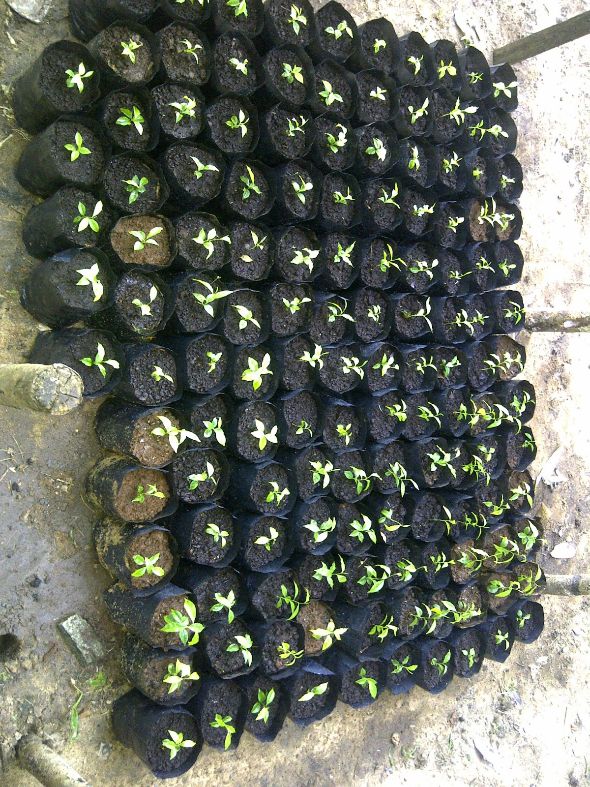Hamburadur: bibit gaharu aquilaria malaccensis di semai 