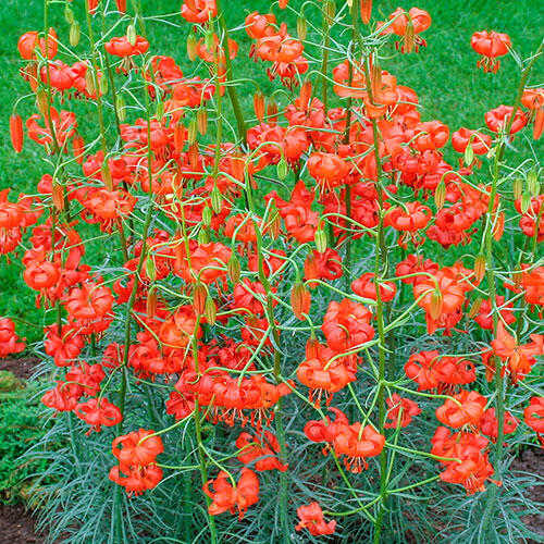 Лилия карликовая (Lilium pumilum)