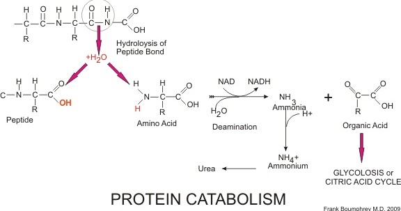 Siklus Metabolisme Energi dari Protein, Deaminasi, Proses 
