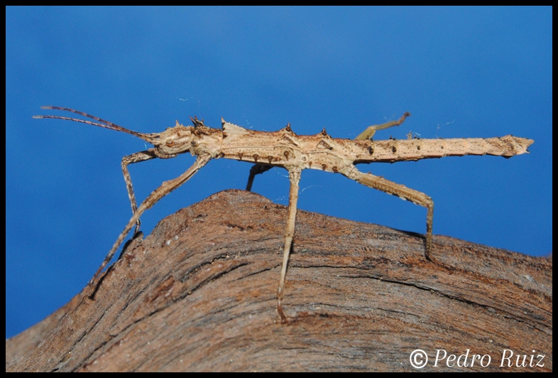 Ninfa macho L4 de Tisamenus sp. "Cunayan", 3,8 cm de longitud