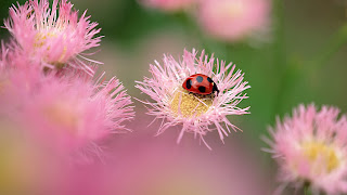 Lady Bug Wallpapers