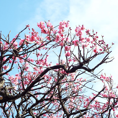 梅の花