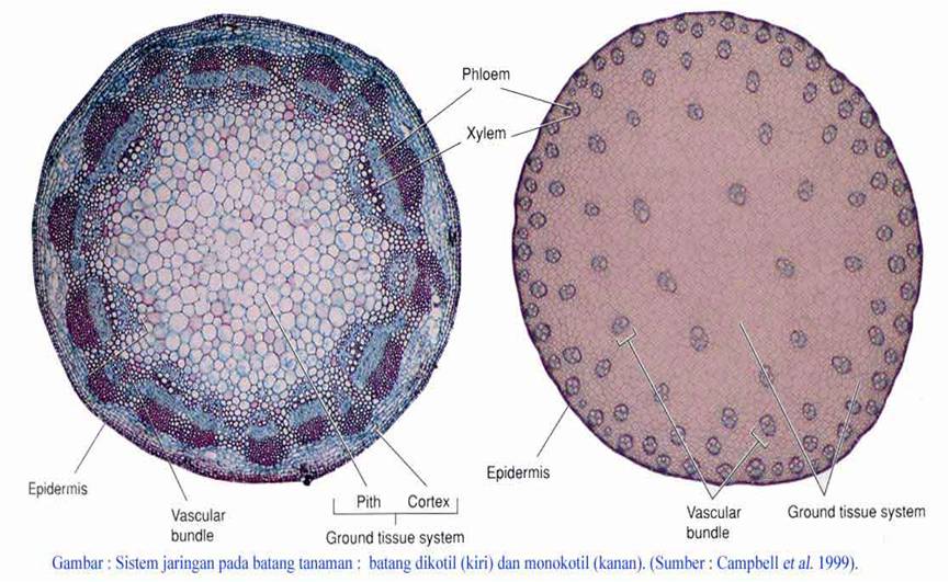 Kimeni s Blog Jaringan  Pembuluh Xilem Dan Floem  