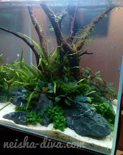 Aquascape