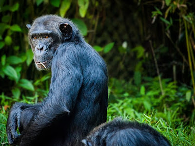 Chimpanzee facts and information