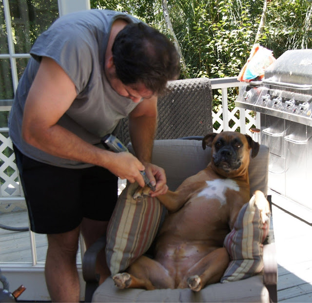 dog manicure, funny dog gets a manicure, funny dog