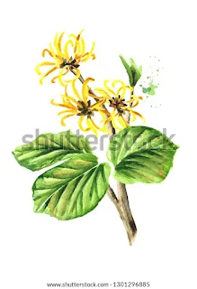 Witch hazel