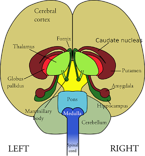 virus, dogs, fear of water, vaccination, brain