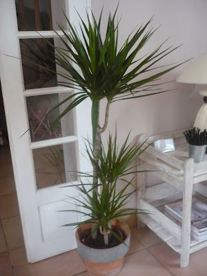 Plante d intérieur ikea