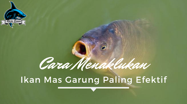 https://rajaessentsm.blogspot.com/2018/12/cara-menaklukan-ikan-mas-garung-paling-efektif.html