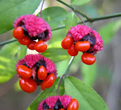 Closeip of the bright pink and orange berries of th Hearts-A-Bursting plant.