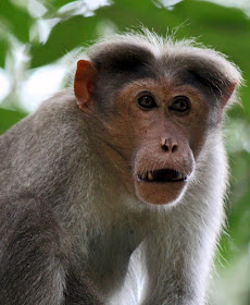 tense monkey