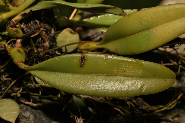 Bulbophyllum tseanum