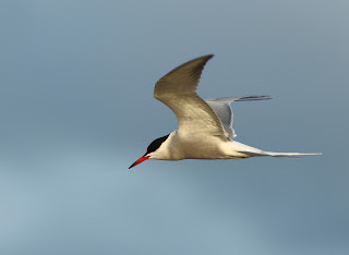 Common Tern