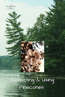 Collecting & Using Pinecones