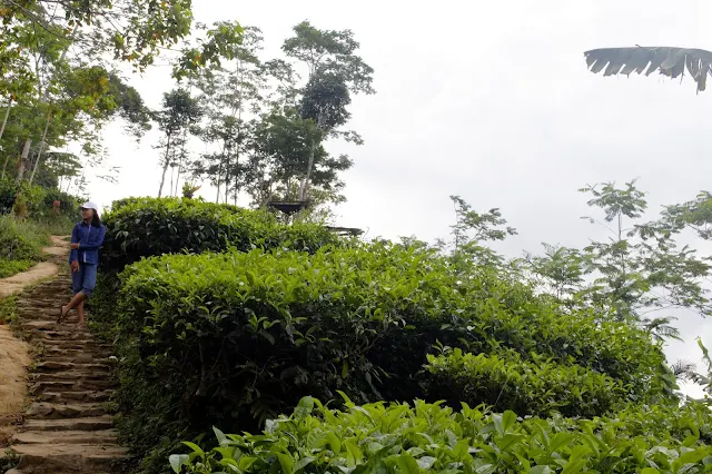 Berwisata Ke Kebun Teh Nglinggo Samigaluh, Kulon Progo