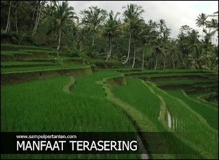 7 Manfaat Terasering atau Sengkedan