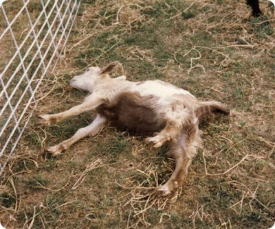 Fainting Goat Seen On www.coolpicturegallery.us