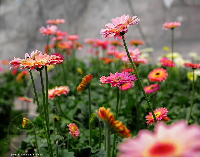 Bunga Kekwa atau Gerbera