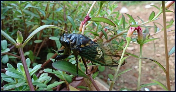 Garempong atau Cicadomorpha