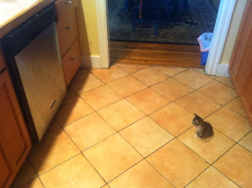 Funny cats - part 88 (40 pics + 10 gifs), kitten stares at a dishwasher