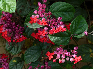 Clérodendron splendide - Clerodendrum splendens