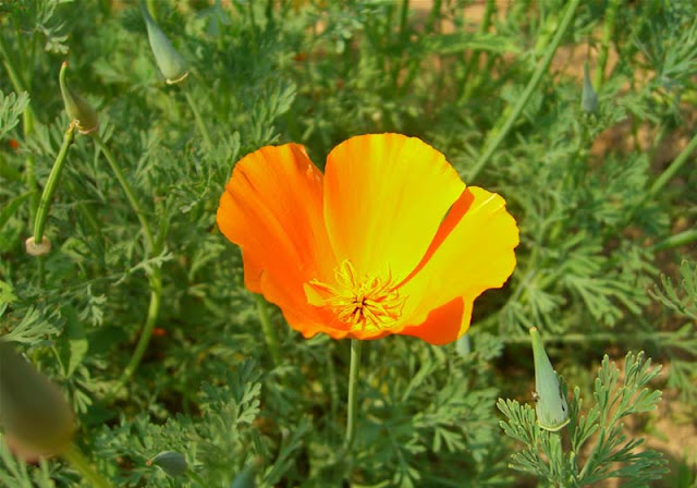 California Poppy Flowers Pictures