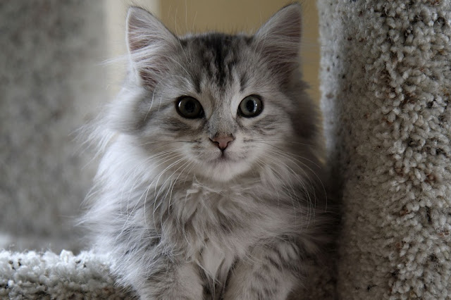 Amazing Grey Adorable Cymric Breed Cat picture  
