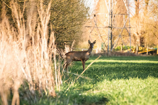 Deer Photo | Sutton Bridge | Sony RX10 IV