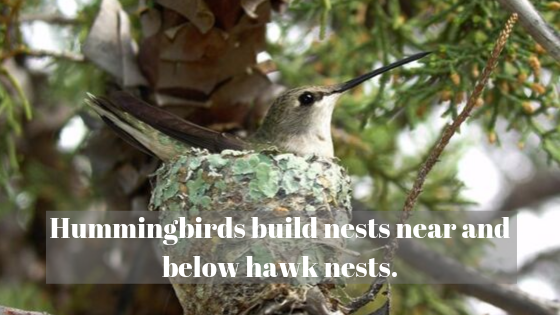 https://www.mycrazyemail.net/2019/09/dyk-10-facts-based-around-hummingbirds.html