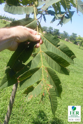 Cedro rosado (Cedrela saltensis)