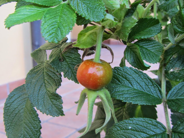 Frutti rosa rugosa