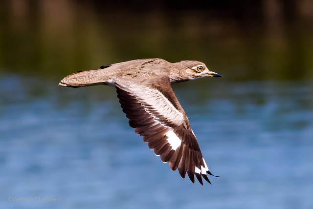 Water thick-knee Canon EOS 7D Mark II /  EF 400mm f/5.6L USM Lens Woodbridge Island Cape Town