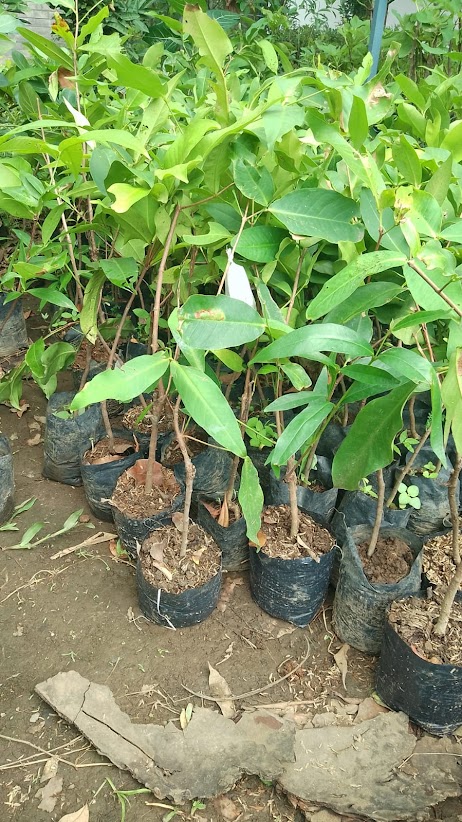 jual pohon buah bibit jambu yang cepat berbuah depok Sulawesi Utara