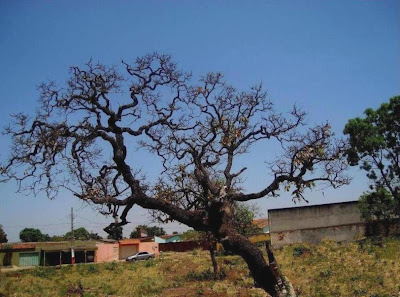 Árvore do Cerrado na periferia da cidade