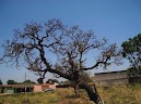Uma árvore do Cerrado