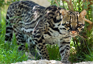 ocelot