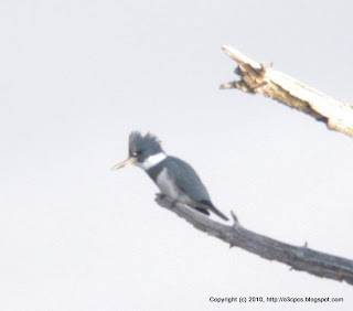 Belted Kingfisher