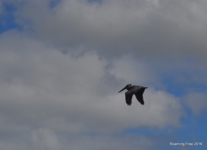 Pelican