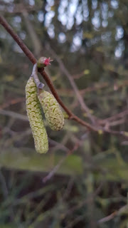 A close up photo of hazel catkins with a tiny pink, star shaped flower at the top.