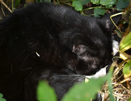 Hiding1