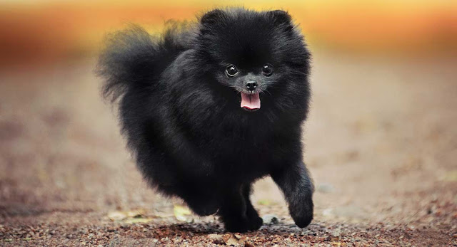 Pomeranian