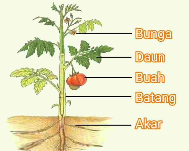 Yuk Simak 7+ Bagian Bagian Pohon Tomat Dan Fungsinya ✅